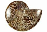 Polished Cretaceous Ammonite (Cleoniceras) Fossil - Madagascar #312208-1